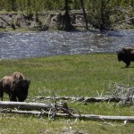 A park ranger was there to prevent us from going closer to them. Bisons are temperamental.