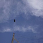 I believe it was in Nevada. Turkey Vulture was everywhere along the road.